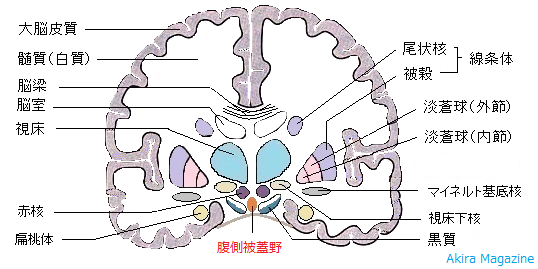 腹側被蓋野の位置図1