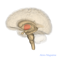 大脳基底核の機能