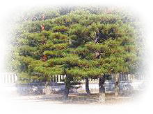 �����̌��