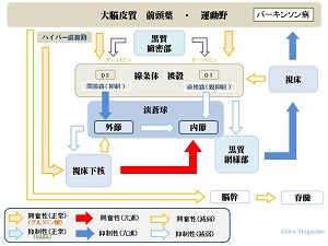 伝達物質の経路