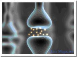 ひらめき・神経系