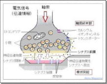 ひらめき・神経系