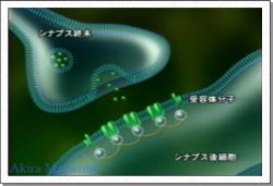 ひらめき・神経系