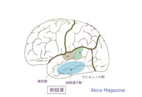 側頭葉の位置図