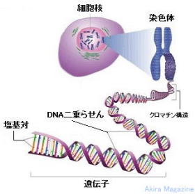 違い 染色体 dna 染色体とは?同じ染色体が2本ずつある理由。
