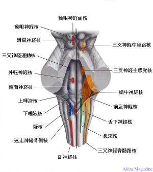 末梢神経のおはなし