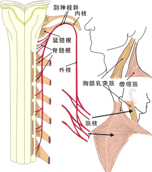 末梢神経のおはなし