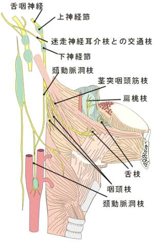 末梢神経のおはなし