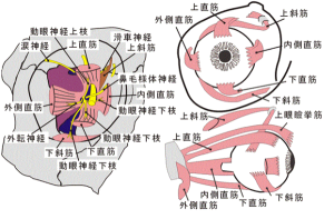 末梢神経のおはなし