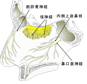末梢神経のおはなし