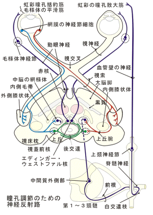 末梢神経のおはなし