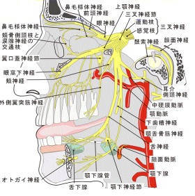 末梢神経のおはなし