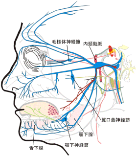 末梢神経のおはなし