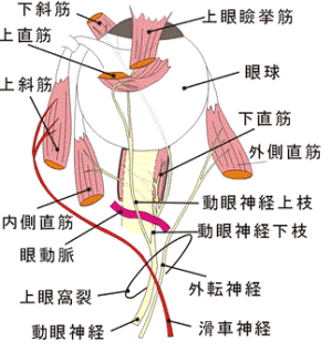 末梢神経のおはなし