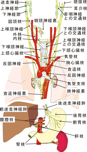 末梢神経のおはなし