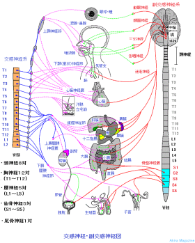 ひらめき・神経系