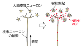 ひらめき・神経細胞