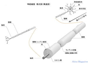 ひらめき・神経細胞