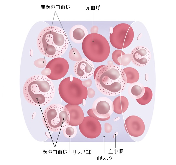 血液の成分・循環