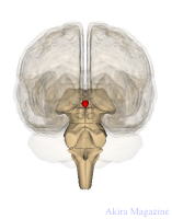 �Ԕ]�̂��͂Ȃ�