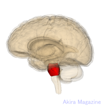 間脳・中脳・橋・小脳・錐体外路