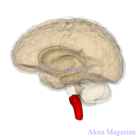 間脳・中脳・橋・小脳・錐体外路