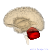 間脳・中脳・橋・小脳・錐体外路