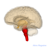 間脳・中脳・橋・小脳・錐体外路
