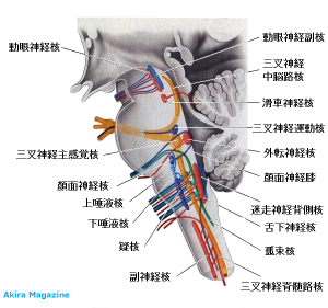 脳幹の神経核概略図1