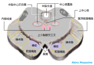 中脳の下部断面図