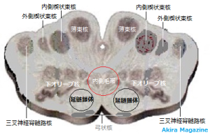 延髄の断面図