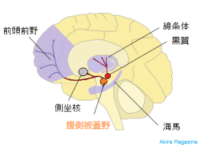 腹側被蓋野の位置図2