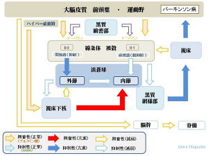 大脳基底核の機能