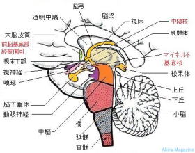 大脳基底核の機能