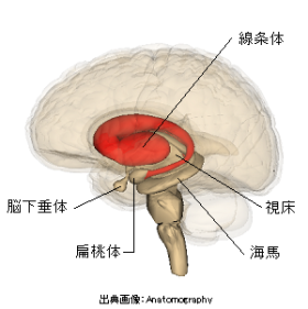 大脳基底核の機能