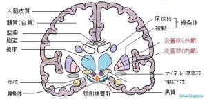 大脳基底核の機能