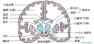 大脳基底核の機能