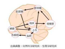 大脳資質のおはなし
