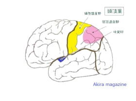 頭頂葉の位置図