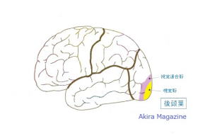 後頭葉の位置図