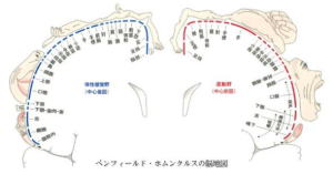 大脳資質のおはなし