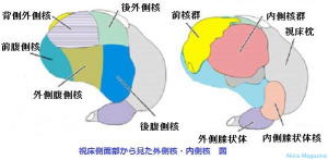間脳のおはなし