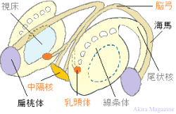 大脳辺縁系のおはなし