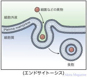 神経細胞のおはなし
