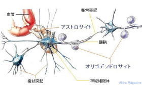 神経細胞のおはなし