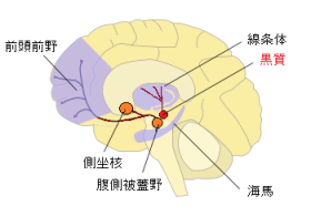 黒質の位置図